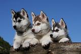 SIBERIAN HUSKY 715